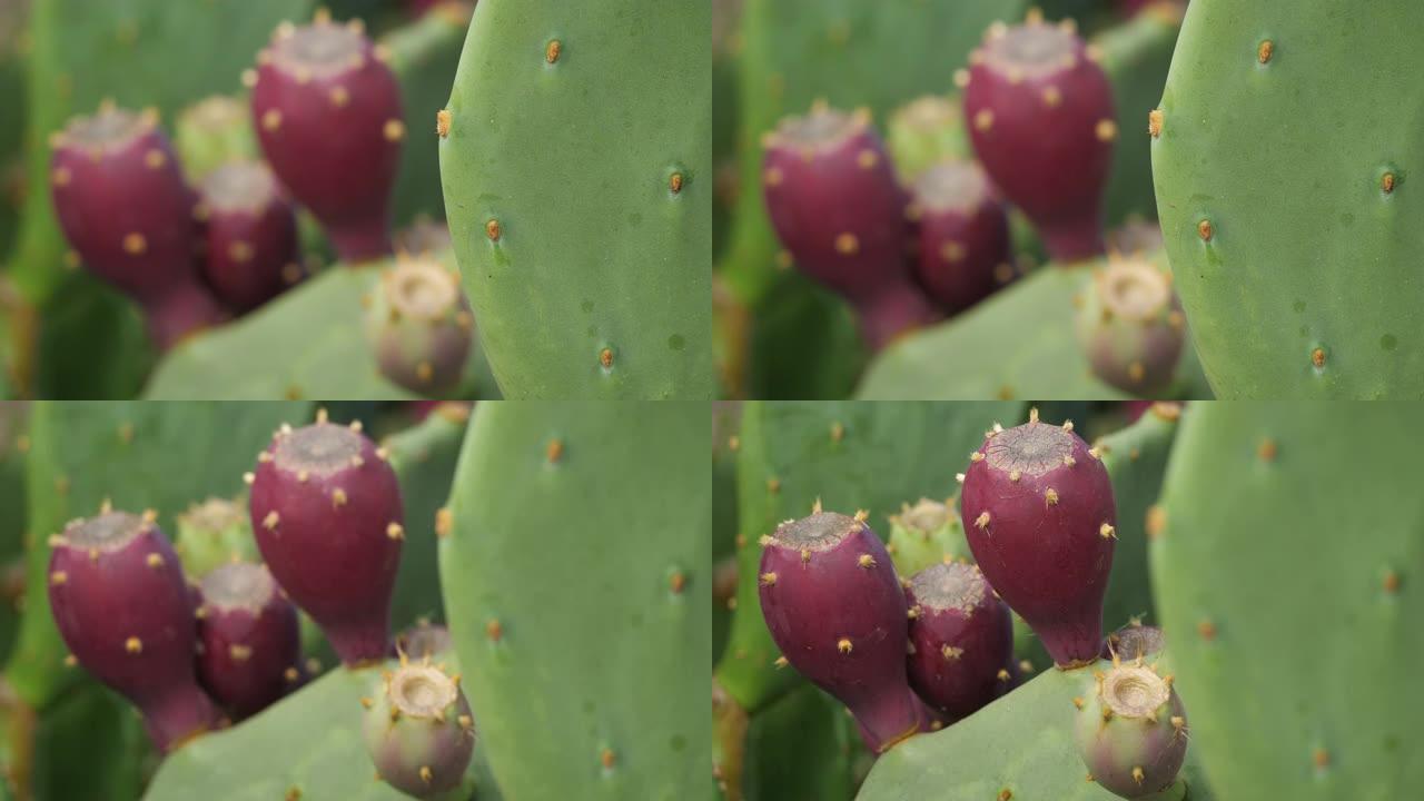 仙人掌-印度-巴巴里无花果