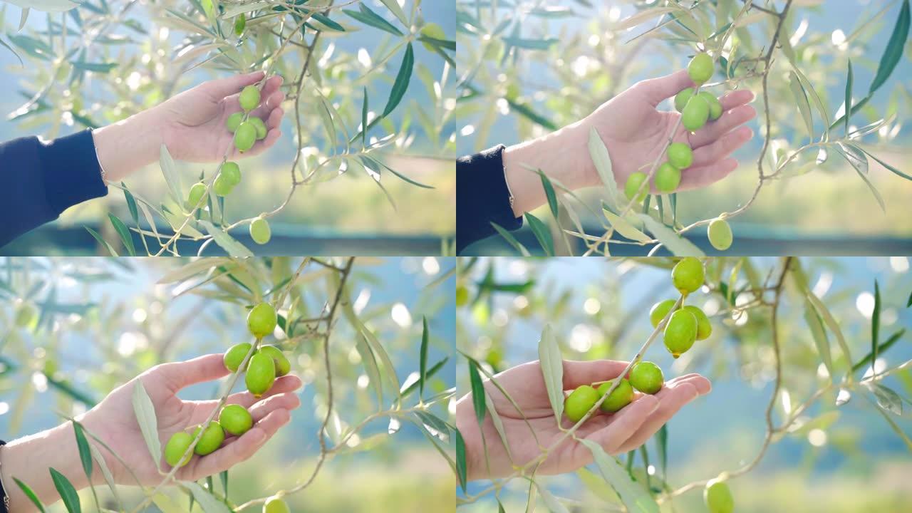 橄榄树树枝上有成熟的绿色水果，映衬着山脉和阳光的背景，农民用手触摸树枝上生长的新鲜大橄榄，特级初榨橄