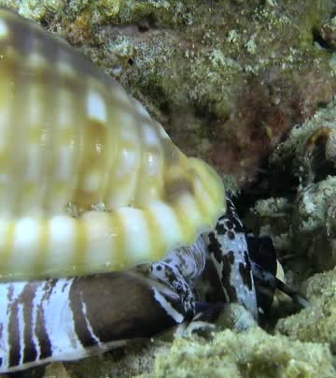 披风上有黑白条纹的海蜗牛的垂直视频