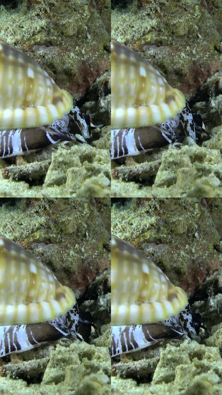 披风上有黑白条纹的海蜗牛的垂直视频