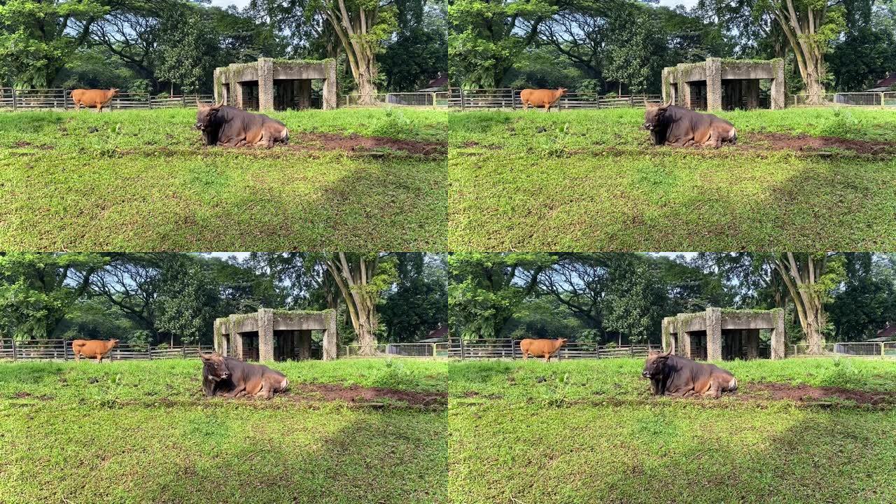公牛躺在绿草地上