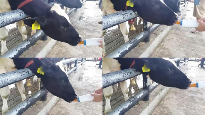 一头黑白母牛或荷斯坦弗里斯兰牛从农场的瓶子里喝牛奶