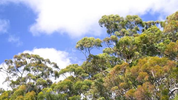 澳大利亚袋鼠岛的树木