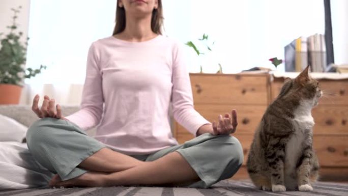 年轻美丽的高加索女人在家里练习瑜伽，通过在你身边冥想一只可爱的猫来锻炼你的头脑。