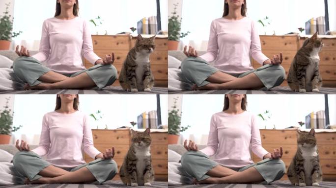 年轻美丽的高加索女人在家里练习瑜伽，通过在你身边冥想一只可爱的猫来锻炼你的头脑。
