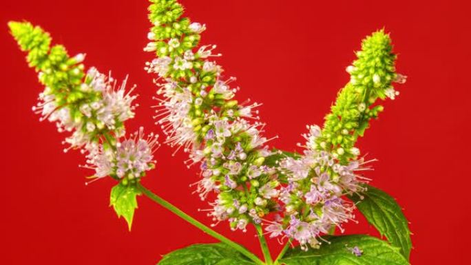 薄荷或留兰香的花朵盛开，并在红色背景的延时视频中生长。盛开的Mentha viridis或M. pi
