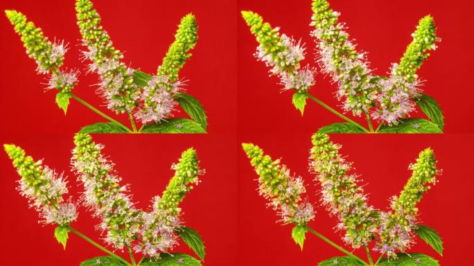 薄荷或留兰香的花朵盛开，并在红色背景的延时视频中生长。盛开的Mentha viridis或M. pi