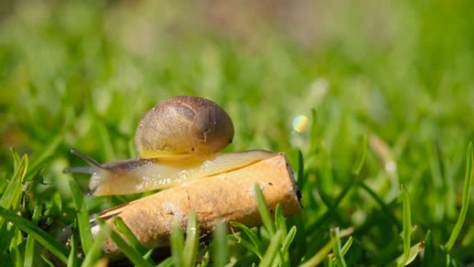 野生蜗牛在污染的生态系统中被丢弃的烟头上爬行，自然