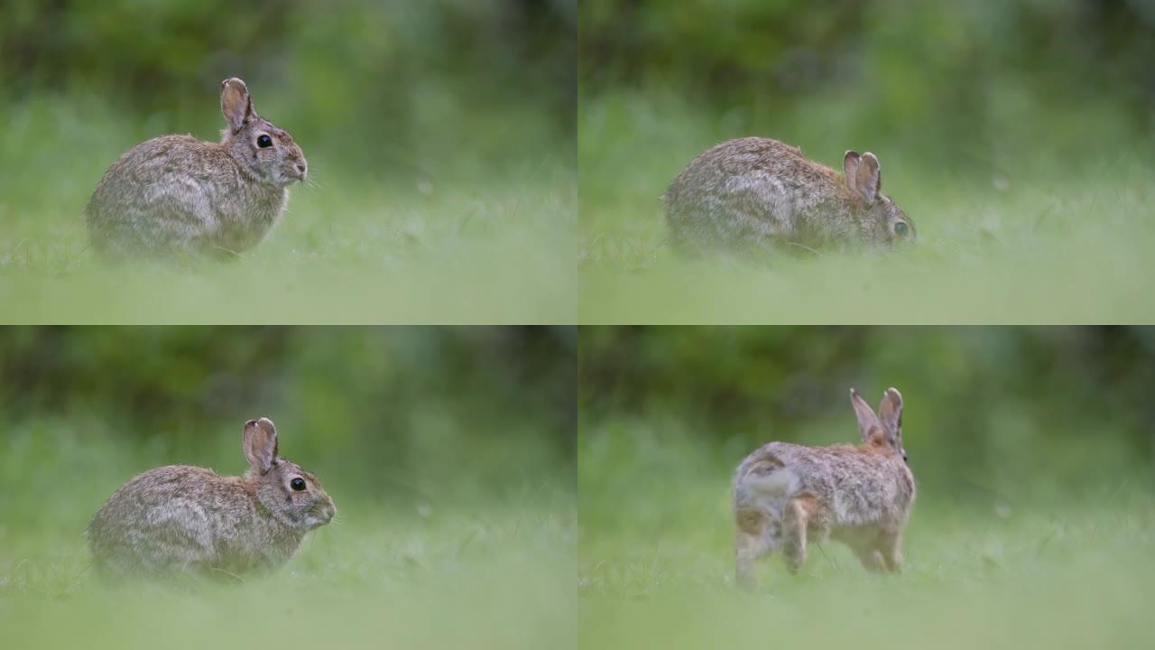 绿色田野里的兔子的特写镜头吃草然后跳开