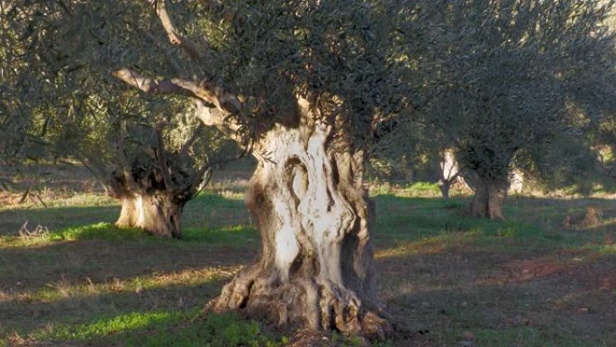老橄榄树。