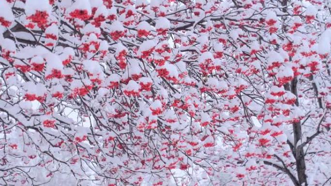 白雪覆盖的日本罗文浆果
