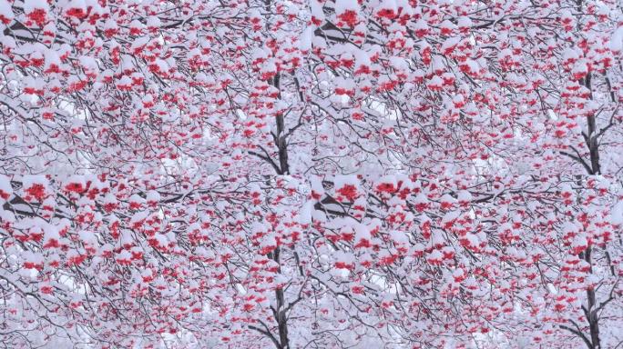 白雪覆盖的日本罗文浆果