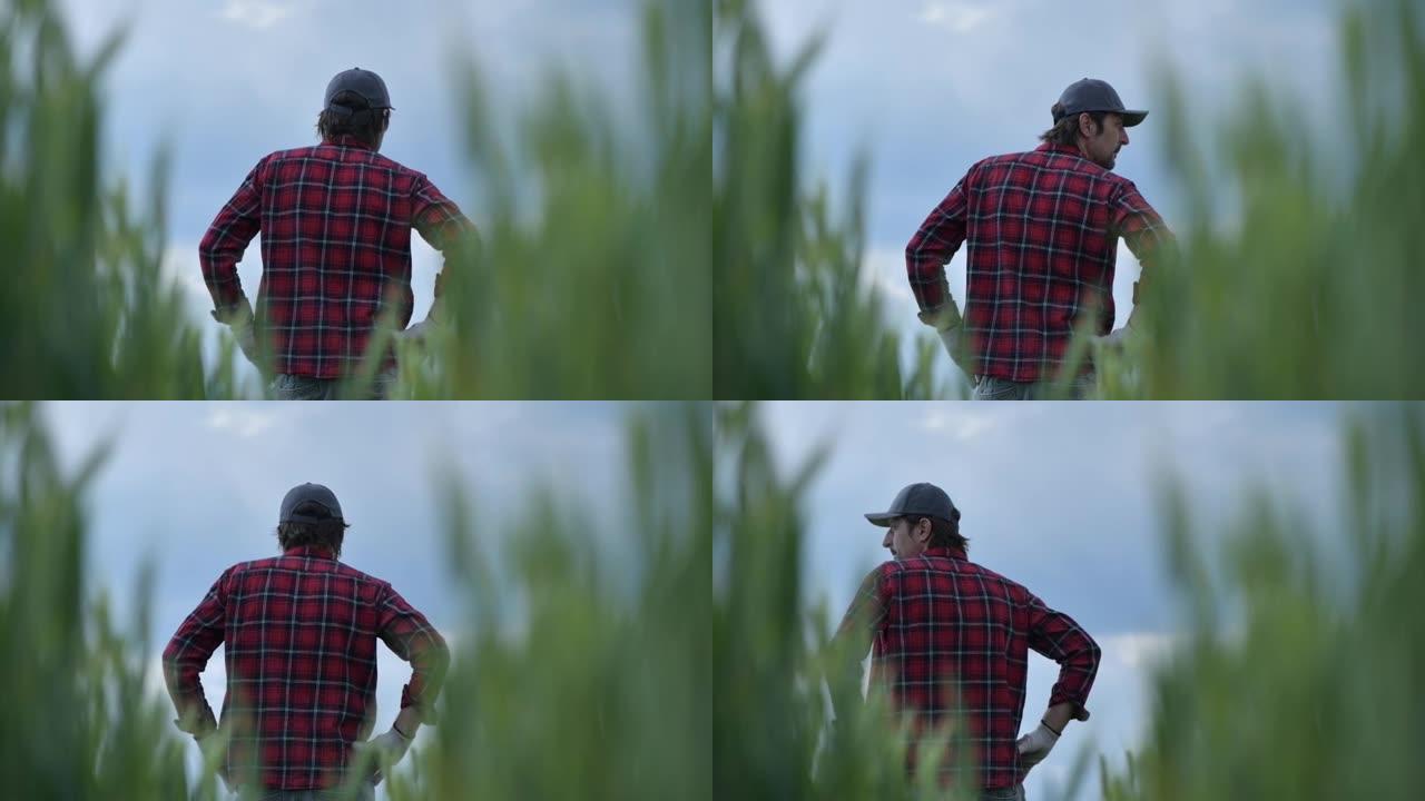 负责任的小麦农民农艺师看着他的谷物作物农田