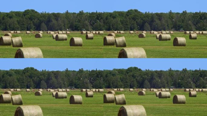长距离和非常炎热的夏季空气使果冻效果。绿色农民田里的圆草捆。在美国收获后，稻草在蓝天的农田上干草堆。