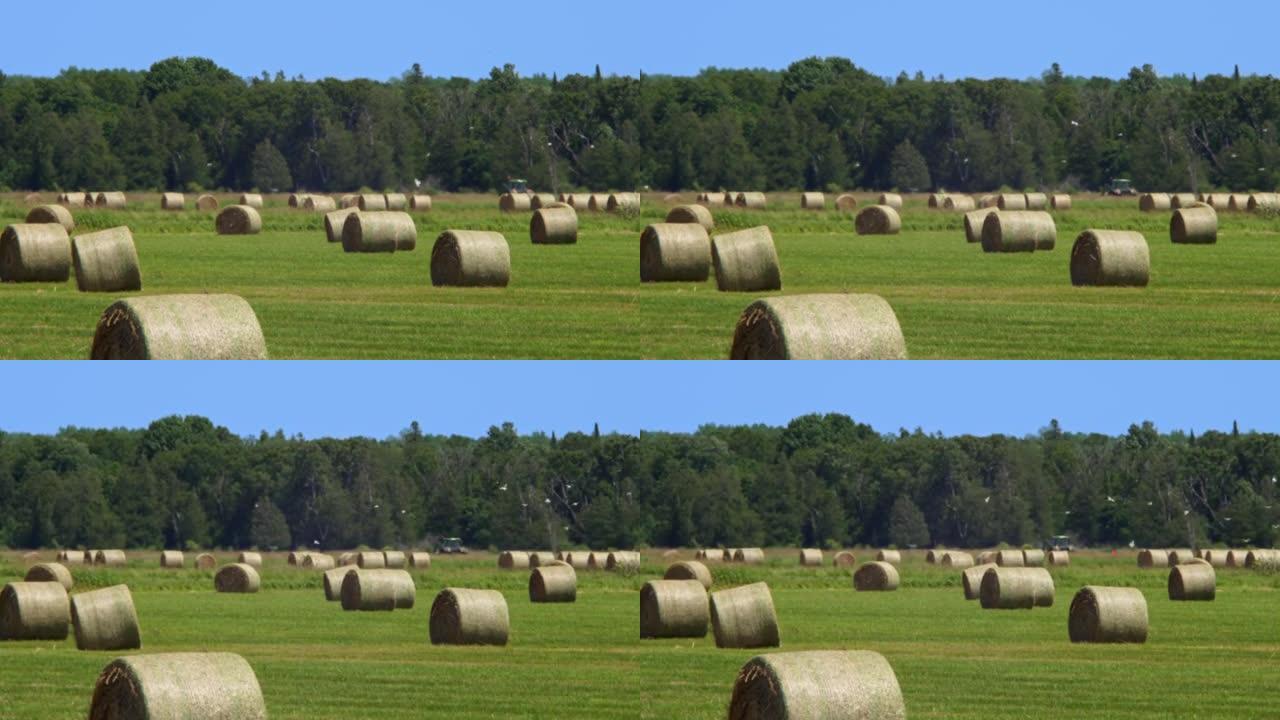 长距离和非常炎热的夏季空气使果冻效果。绿色农民田里的圆草捆。在美国收获后，稻草在蓝天的农田上干草堆。