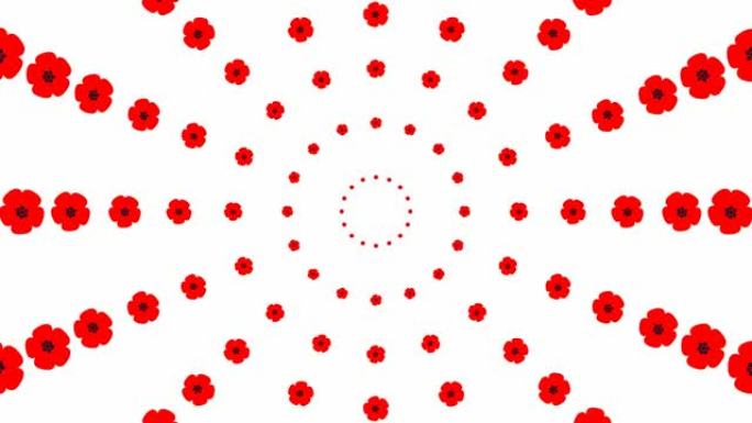 从中心开始动画增加红色美丽的花圈。波比的背景。循环视频。春天的概念。矢量插图孤立在白色背景上。