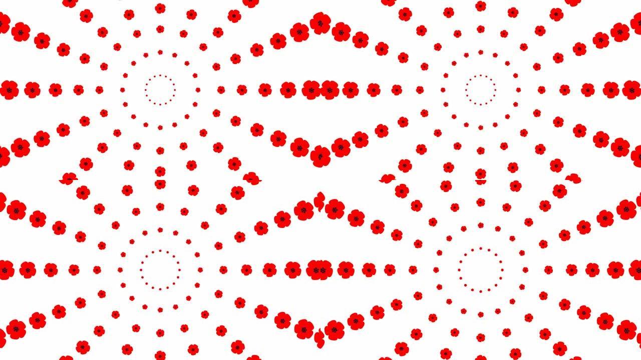 从中心开始动画增加红色美丽的花圈。波比的背景。循环视频。春天的概念。矢量插图孤立在白色背景上。