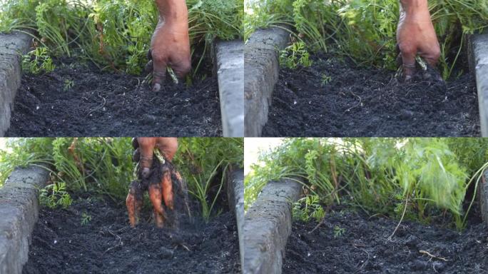 亚洲男性农民的特写镜头将胡萝卜从地下拉出