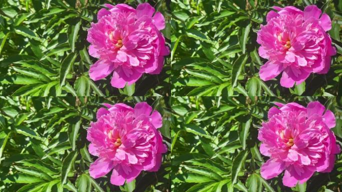 粉红牡丹花在花园里翠绿的背景下。粉色介子。文本的位置