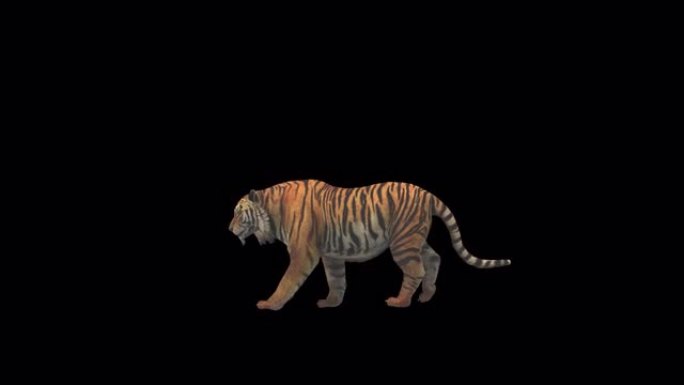 老虎走路的3d动画