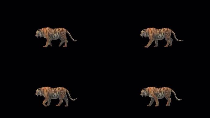 老虎走路的3d动画