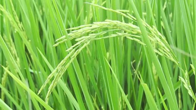 绿色的稻秆在绿色的稻田里，稻秆在风中摇曳。