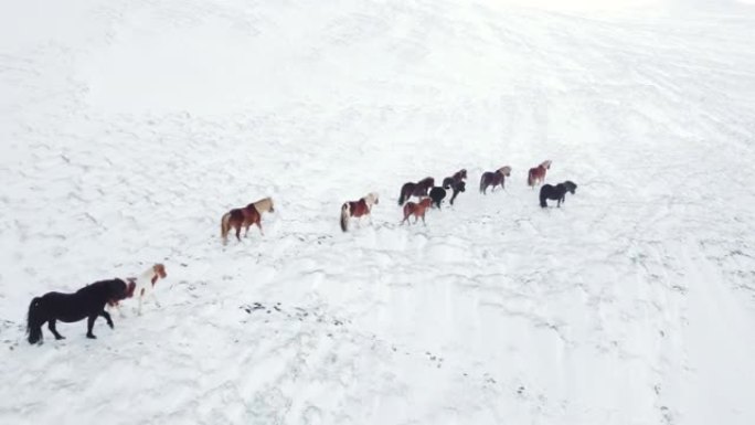 在冬季田里奔跑的马。白雪覆盖草地上的乡村动物。冰岛纯净的自然。冰冻北景观鸟瞰图4k。冰岛马是在冰岛发