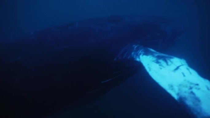 冬季，在挪威北极圈深蓝色的寒冷寒冷水域中，座头鲸的尾巴吸虫非常接近