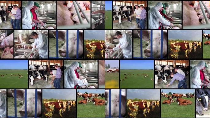 可持续畜牧业-多屏幕视频