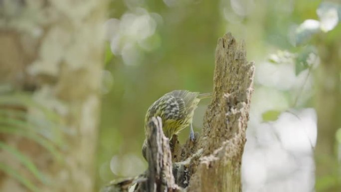 在雨林中喂食macleay的honeyeater的高帧率前视图