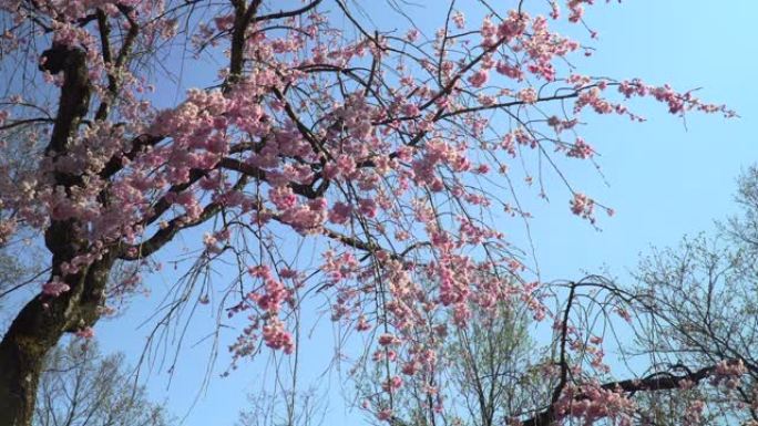 湛蓝的天空下樱花美丽樱花樱树