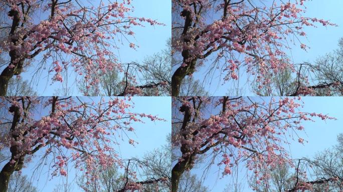 湛蓝的天空下樱花美丽樱花樱树