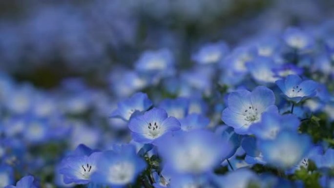 平移小蓝花 “Nemophila” 的4k视频。