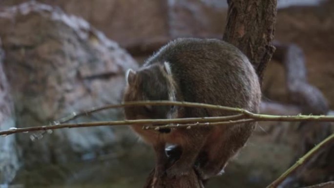 hyrax角的特写镜头。岩石蹄兔是蹄兔科的胎盘哺乳动物的一个属