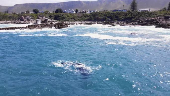 鲸鱼拍打鳍状肢，并在南非Hermanus的岩石海岸附近玩耍