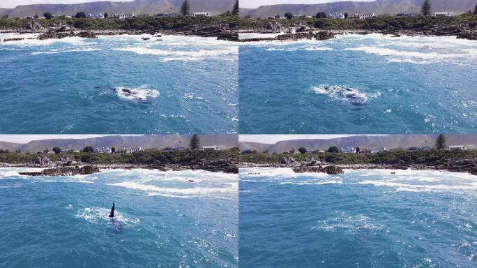 鲸鱼拍打鳍状肢，并在南非Hermanus的岩石海岸附近玩耍