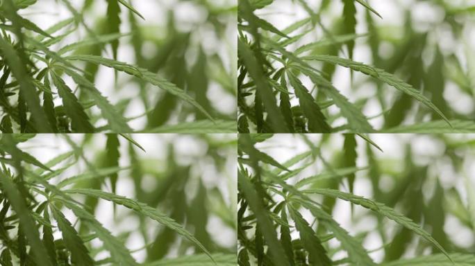 水滴落在白色背景上的大麻植物的叶子上