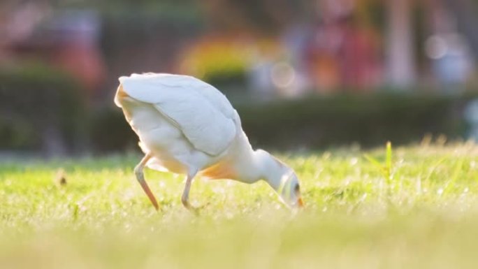 白牛白鹭野鸟，又名夏季在绿色草坪上行走的布布克斯朱鹭