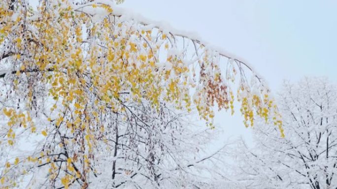 白桦树，秋叶覆盖着雪。第一场降雪后的桦树树干和树枝