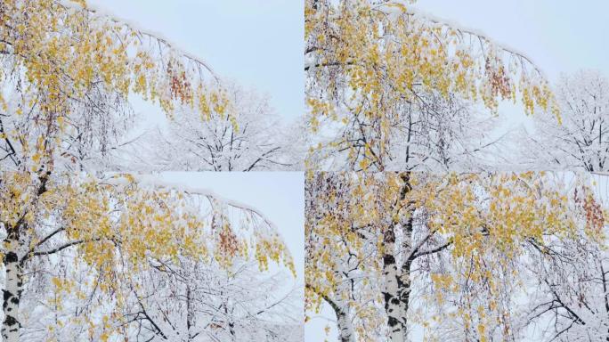 白桦树，秋叶覆盖着雪。第一场降雪后的桦树树干和树枝