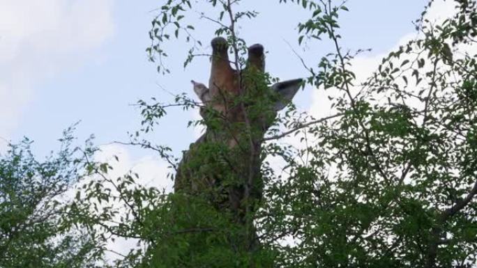 长颈鹿吃树叶的头部照片。