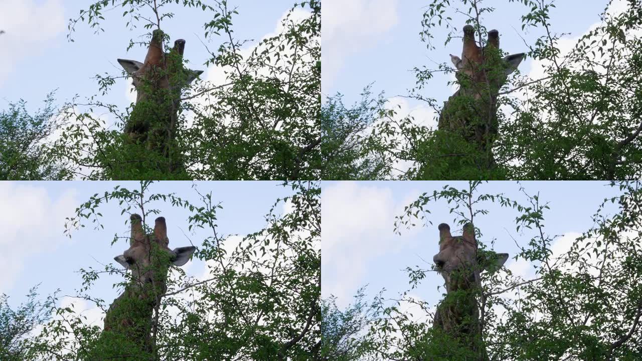长颈鹿吃树叶的头部照片。