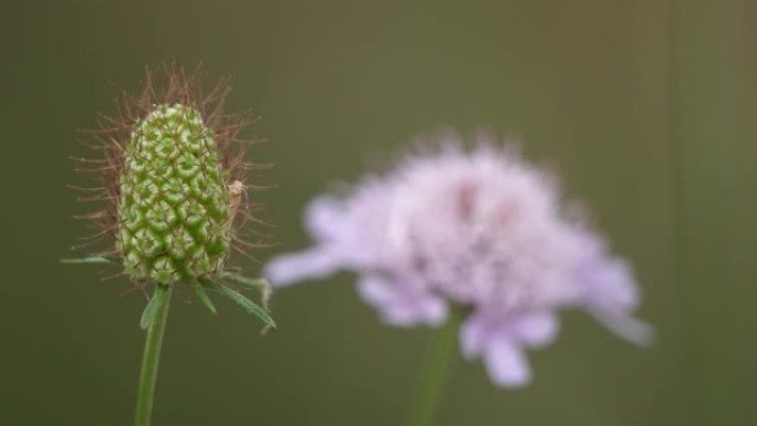 野花名为scabiosa，又称scabious。