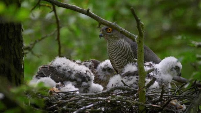 欧亚雀鹰 (Accipiter Nisus) 雏鸟栖息在森林中的巢穴上的特写镜头