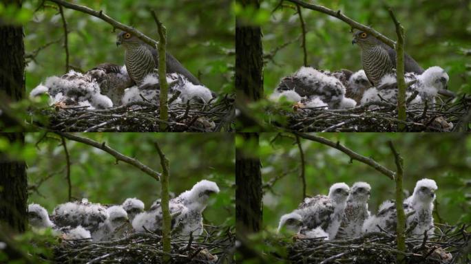 欧亚雀鹰 (Accipiter Nisus) 雏鸟栖息在森林中的巢穴上的特写镜头