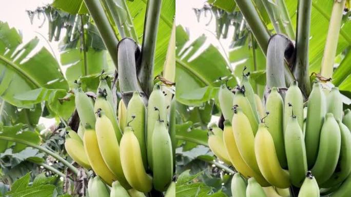 香蕉在大自然中成熟。