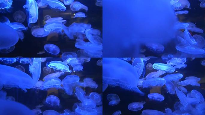 在水族馆里游来游去的水母美学蓝色的壮丽景色