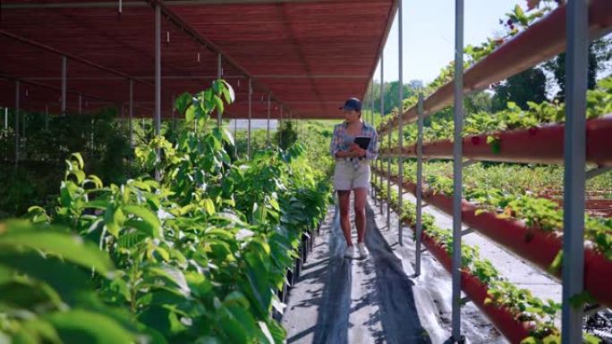 女农学家正在现代农场温室中监测浆果灌丛
