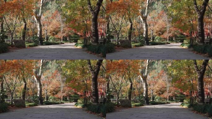 低角度视角城市街道在晴朗的秋日，树叶从树上落下，城市中的宁静景观，4k慢动作镜头。