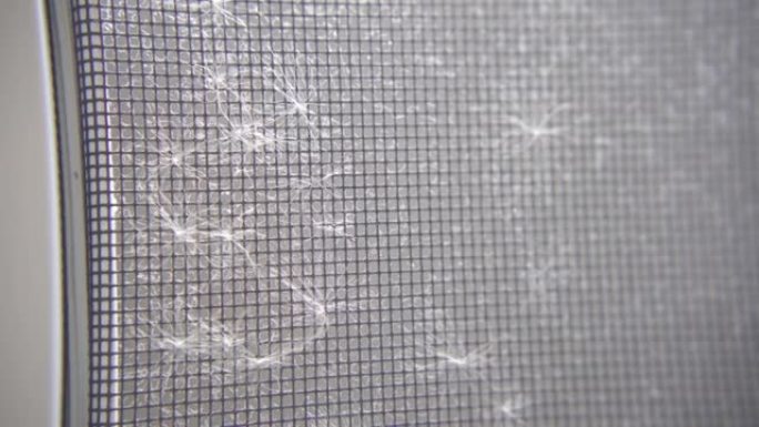 蒲公英种子卡在窗户的丝网上